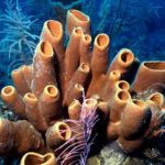 Cientistas Fazem Descoberta Marcante de Moléculas Anticâncer Derivadas de Esponjas do Mar