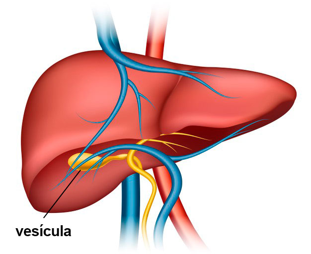 ilustração fígado e vesícula