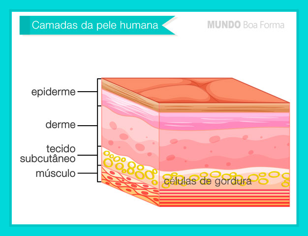 camadas da pele - derme epiderme gordura e celulite