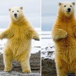 Dança do Urso 2