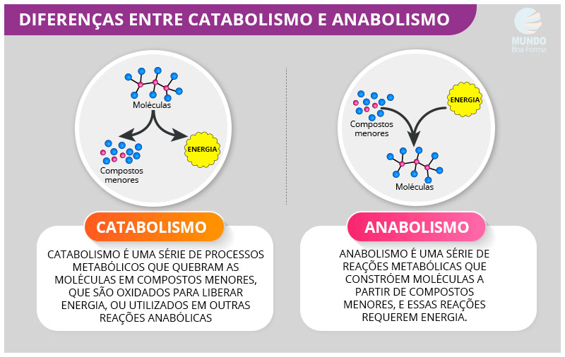 diferenças entre catabolismo e anabolismo