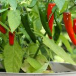 Plantar pimenta em casa