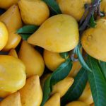 5 Benefícios da Fruta Canistel - Para Que Serve e Propriedades
