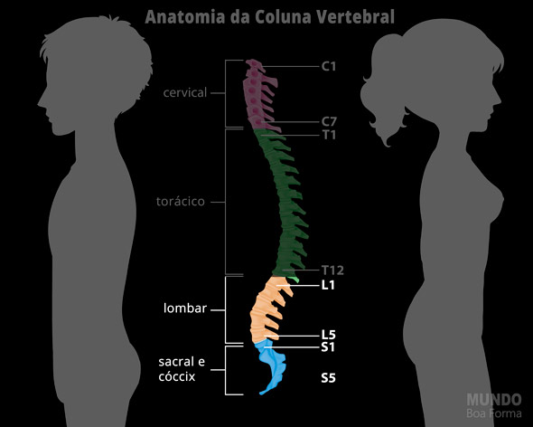 coluna vertebral inferior