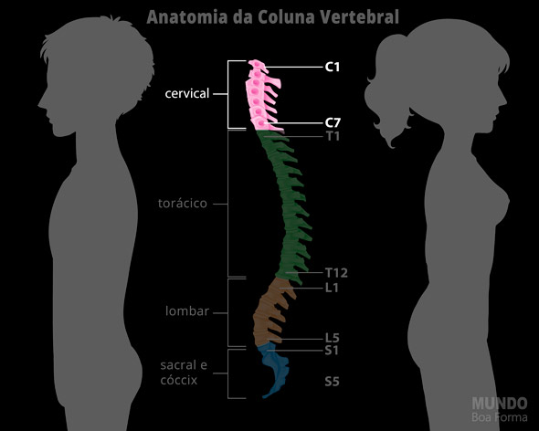 coluna vertebral superior