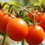 Como Plantar Tomate-Cereja em Casa - 13 Passos e Cuidados