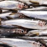 Benefícios da sardinha - Para que serve e propriedades