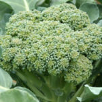 Plantar brócolis