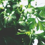 Como Plantar Cheiro Verde em Casa - Passo a Passo e Cuidados