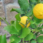 Como Plantar Limão em Casa - Passo a Passo e Cuidados