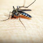 Alergia a picada de inseto - Sintomas e como tratar!