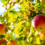 Como plantar maçã em casa - Passo a passo e cuidados