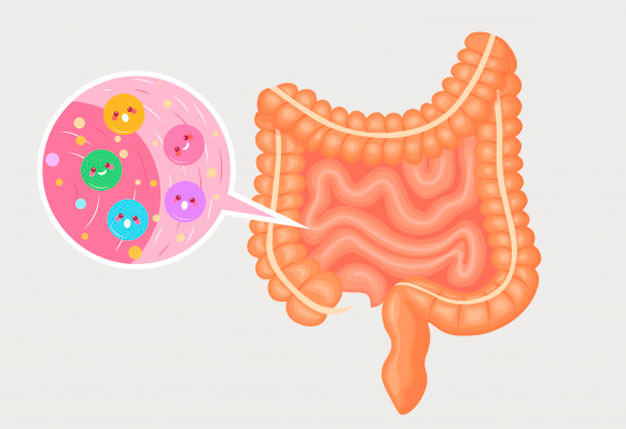 bactérias da flora intestinal