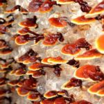 Benefícios do cogumelo reishi (ganoderma) e receitas