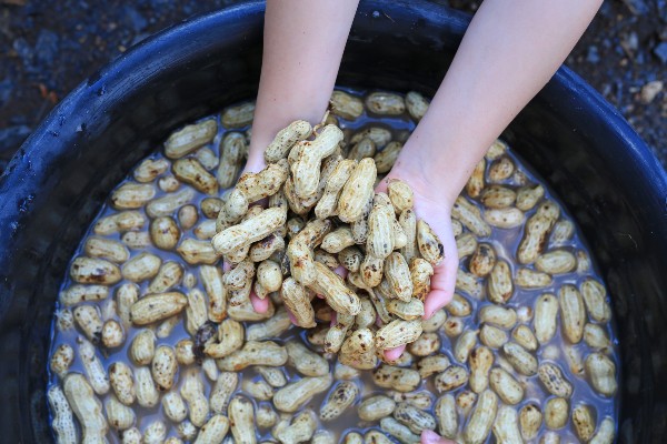 Colheita - Como plantar amendoim