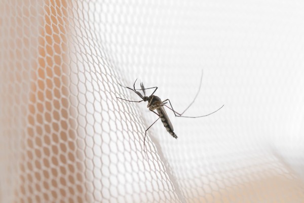 tela para mosquito