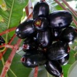 Benefícios da fruta jambolão - Para que serve e propriedades