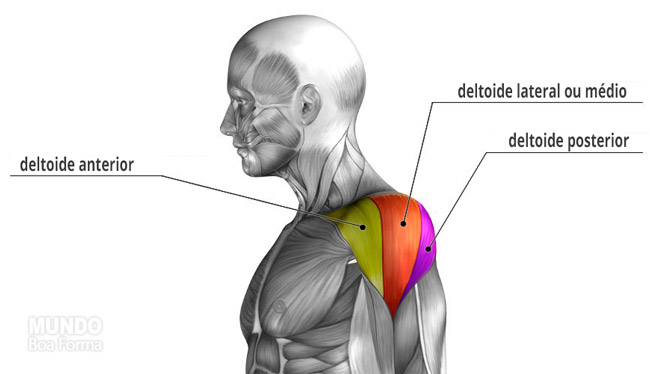 partes do deltoide