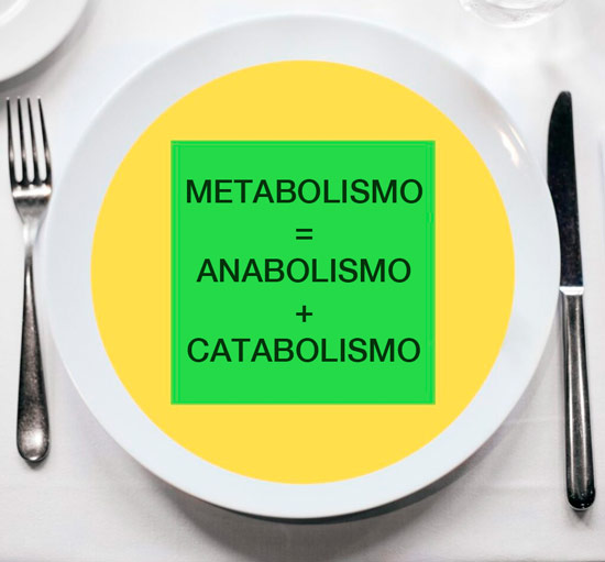 metabolismo anabolismo catabolismo