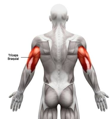 tríceps braquial